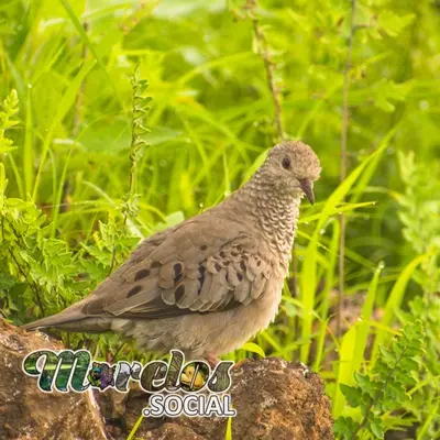 Fauna: Aves del estado de Morelos